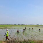 Distan Siapkan Langkah Antisipasi Sektor Pertanian Masuki Musim Kemarau