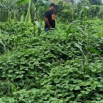 Uroe Lahe Pidie ke-515 Saatnya Nilam Mila Naik Kelas Jadi Industri Agribisnis